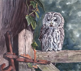 My Gate! Tawny Owl Guarding Entrance by Jennifer Horn